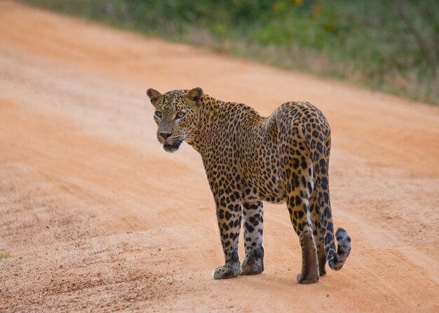 Schöner Leopard, der in der Natur geht