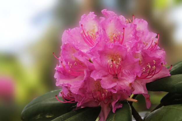 Schöner leuchtender rosa Rhodendron auf schillerndem Hintergrund