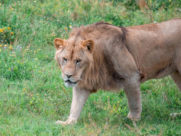 Foto schöner löwe caesar im goldenen gras von masai mara kenia