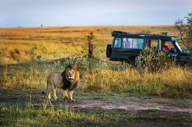 Foto schöner löwe mit einem safariauto im hintergrund in kenia, afrika