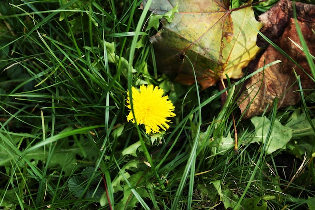 Schöner Löwenzahn im Gras