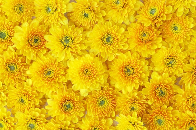 Schöner Löwenzahnhintergrund, gelbe Blumen blüht.
