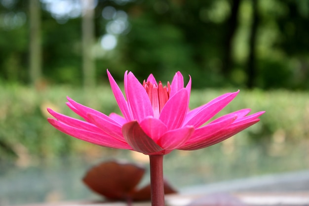 Schöner Lotos der rosafarbenen Lotosblume