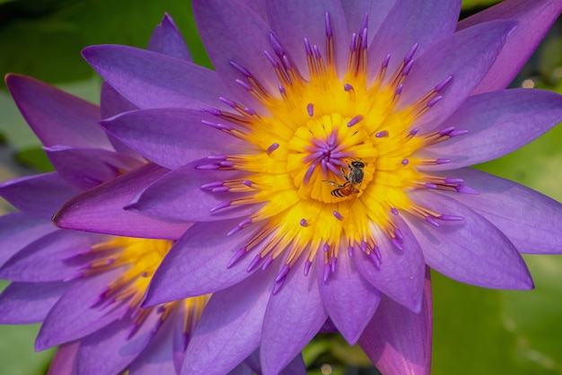 Schöner lotos schwimmt gegen dunklen hintergrund, eine biene auf einer lotosblume