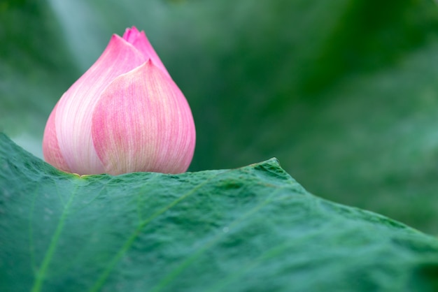 Schöner Lotus der rosa Lotus-Blume