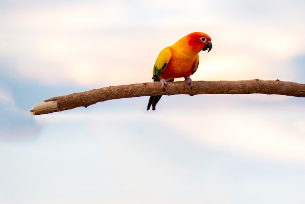 Schöner macore Papageienvogelpapagei, der auf einer hölzernen Schiene Asien Thailand steht