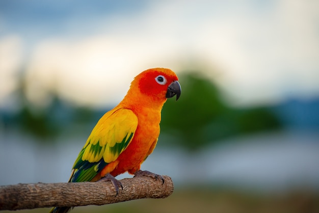 Schöner macore Papageienvogelpapagei, der auf einer hölzernen Schiene Asien Thailand steht