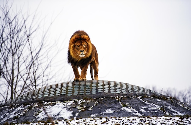 Schöner mächtiger Löwe