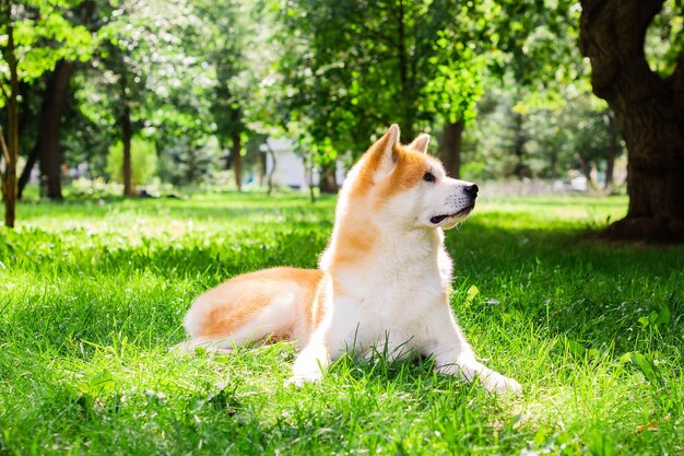 Schöner männlicher japanischer Hund Akita inu