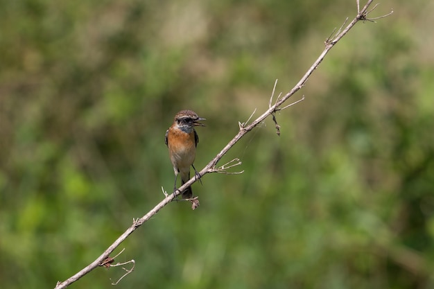 Schöner männlicher Ost Stonechat