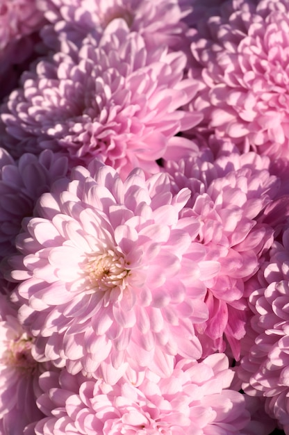 Schöner magentafarbener Chrysantheme-Blumenherbst lebendiger Hintergrund