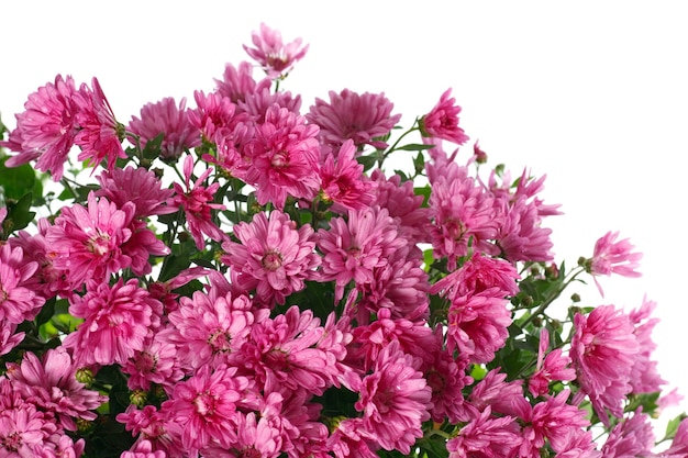 Schöner magentafarbener Chrysanthemenblumenherbst lebendiger Hintergrund (mit Tau, lokalisiert auf Weiß)