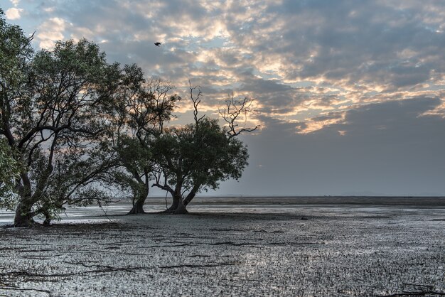 Schöner Mangrovenwald auf Küstenlinie bei Ebbe von Andaman-Meer, Thailand