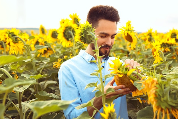 Schöner Mann mit Bart geht durch gelbes Blumenstrauß blühendes Sonnenblumenfeld im Freien Sonnenaufgang warm