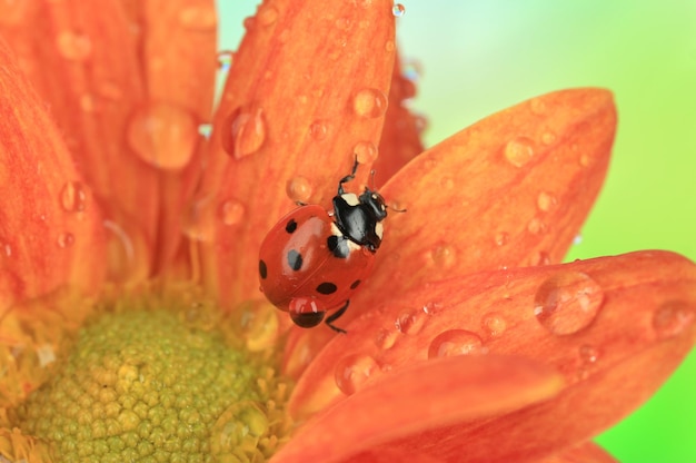 Schöner Marienkäfer auf Blume hautnah