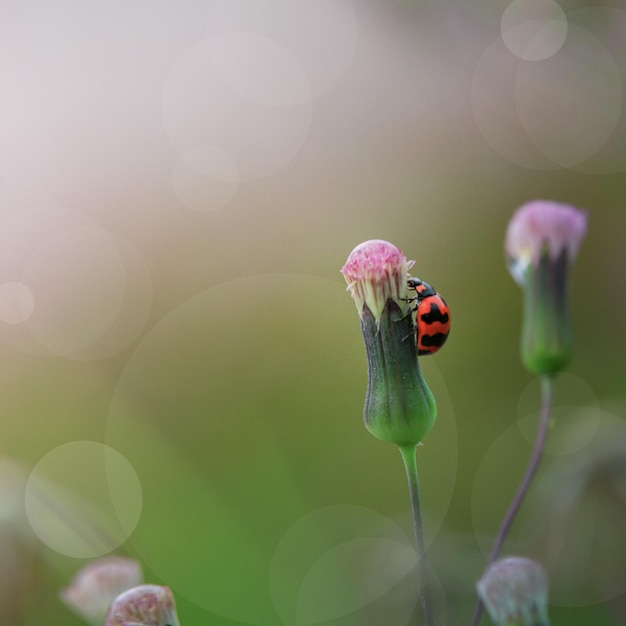 Schöner Marienkäfer im Garten