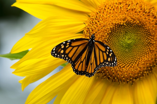 Schöner Monarchfalter und Sonnenblume