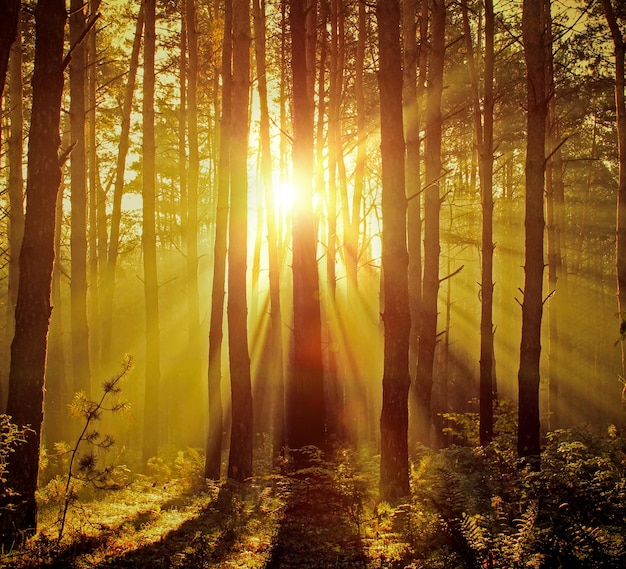 Foto schöner morgen im kiefernwald