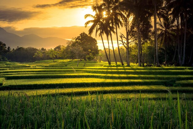 Schöner Morgenblick Indonesien Panorama Landschaftsreisfelder mit schöner Farbe und natürlichem Himmelslicht