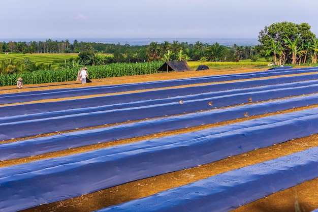 Schöner Morgenblick Indonesien Panorama Landschaftsreisfelder mit schöner Farbe und natürlichem Himmelslicht