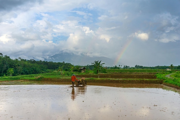 Schöner Morgenblick Indonesien Panorama Landschaftsreisfelder mit schöner Farbe und natürlichem Himmelslicht