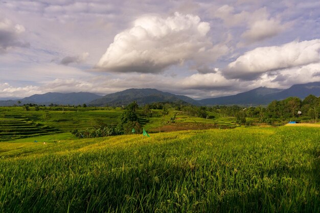 Schöner Morgenblick Indonesien Panorama Landschaftsreisfelder mit Schönheitsfarbe und natürlichem Himmel