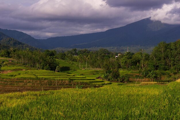 Schöner Morgenblick Indonesien Panorama Landschaftsreisfelder mit Schönheitsfarbe und natürlichem Himmel