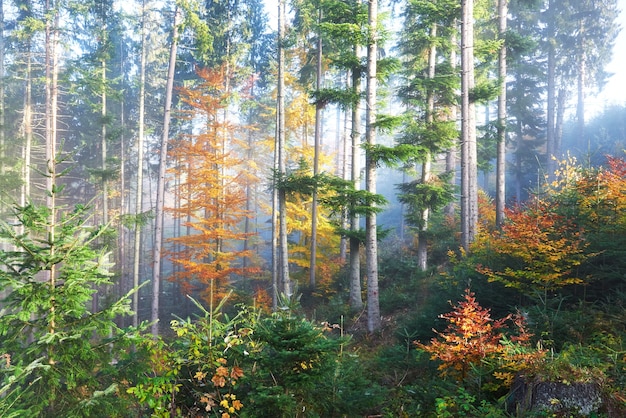 Schöner Morgennebel und Sonnenstrahlen im Herbstkiefernwald.