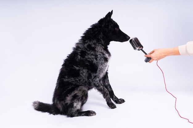 Schöner Mudi-Hund, der im Studio vor Hintergrund in ein Mikrofon singt