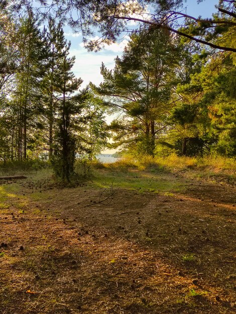 Schöner Nadelwald am Flussufer