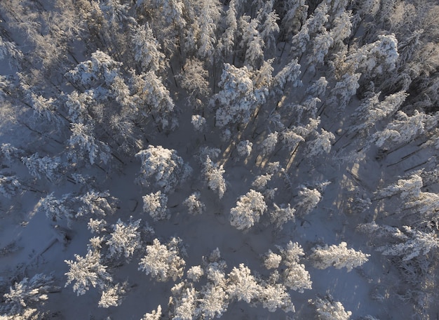 Foto schöner nadelwald im winter sonntag