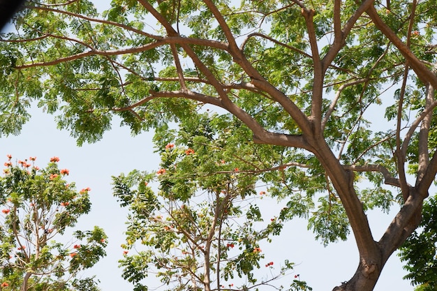 schöner natürlicher Baum als Hintergrund