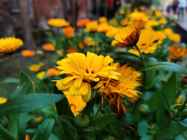 Schöner natürlicher Frühlingshintergrund mit gelben Kosmosblumen im Gras gegen Morgendämmerung. Flo