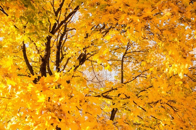 Schöner natürlicher Herbsthintergrund Ahornzweige mit gelben und orangefarbenen Blättern