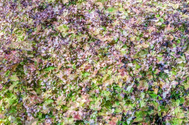 Schöner natürlicher Hintergrund des Herbstes