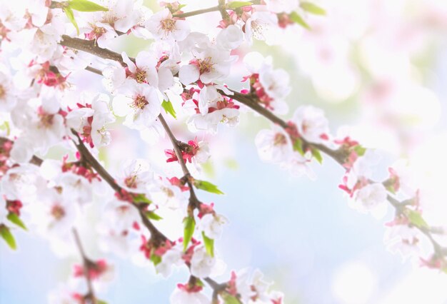 Schöner natürlicher Hintergrund mit Niederlassungen und weißen Aprikosenblumen auf Hintergrund des blauen Himmels