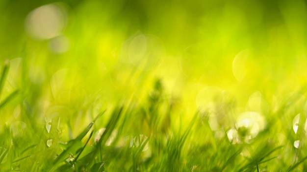 Schöner natürlicher Hintergrund von grünem Gras und Sonne Frühling Saisonkonzept für Frühling und Morgen in der Natur