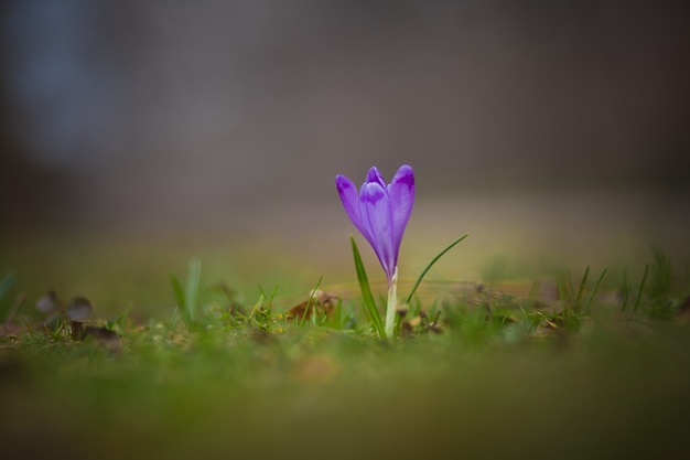 Schöner Naturfrühling mit Krokusblüten.