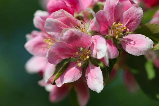 schöner naturfrühlingshintergrund mit einem zweig blühender apfelblumen selektiver fokus