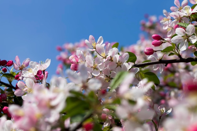 Schöner Obstbaum, der mit roten Blumen blüht