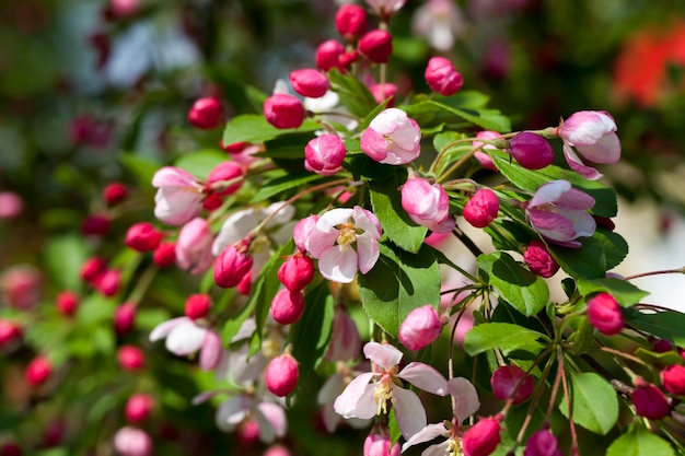 Schöner Obstbaum, der mit roten Blumen blüht