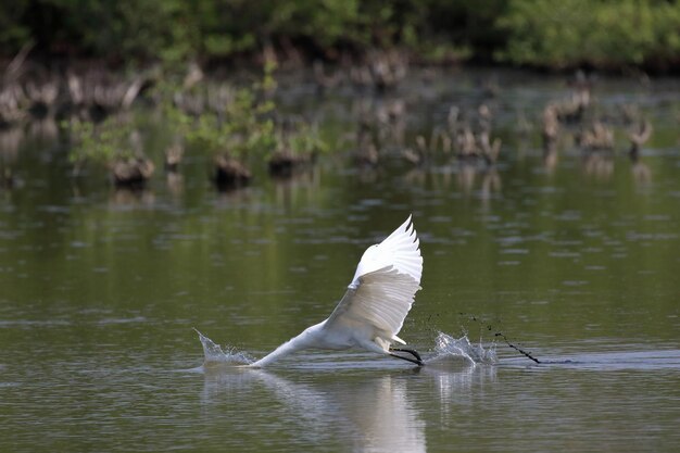 Schöner östlicher Egret, der im Sumpf lebt