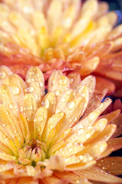 Schöner orangefarbener Chrysantheme-Blumenherbst lebendiger Hintergrund mit Tau