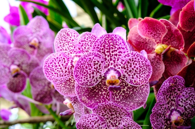 Schöner Orchideenblumen- und -GRÜN lässt Hintergrund im Garten