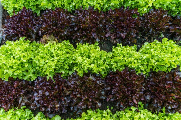 Schöner organischer grüner und roter Eichensalat oder Salatgemüsegarten auf dem Boden wächst, landwirtschaftliche Landwirtschaft ernten.