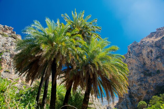 Schöner Palmenwald in Preveli