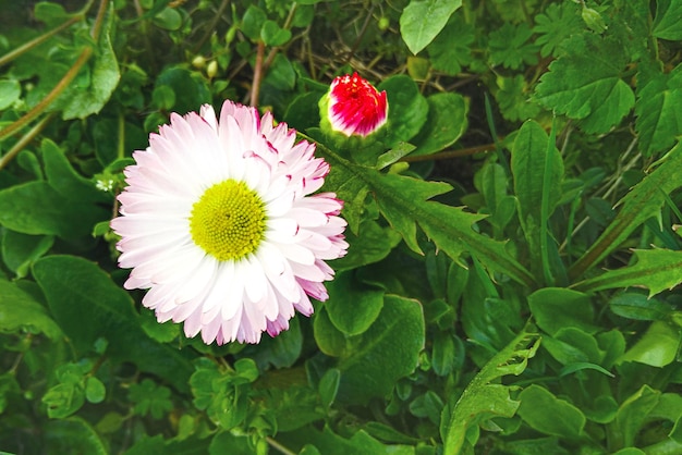 Schöner Panorama-Sommer-Naturhintergrund mit einer Gänseblümchen-Blume Nahaufnahme Eine weiße Gänseblümchen-Blume wächst auf einer grünen Wiese Defocus