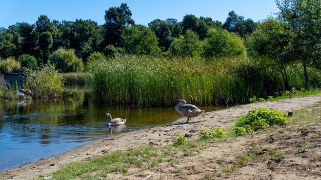 Schöner Panoramablick auf den See mit dem Schwan.