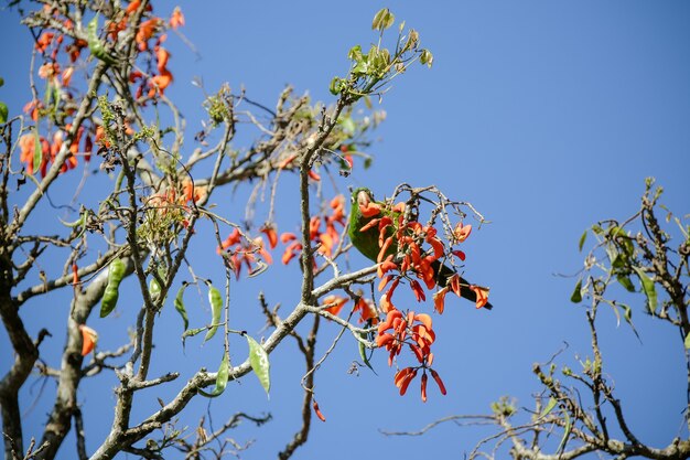 Schöner Papagei in der Baumfütterung im Winter in Brasilien