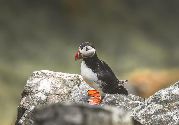 Schöner Papagei steht auf einem Felsen in Norwegen